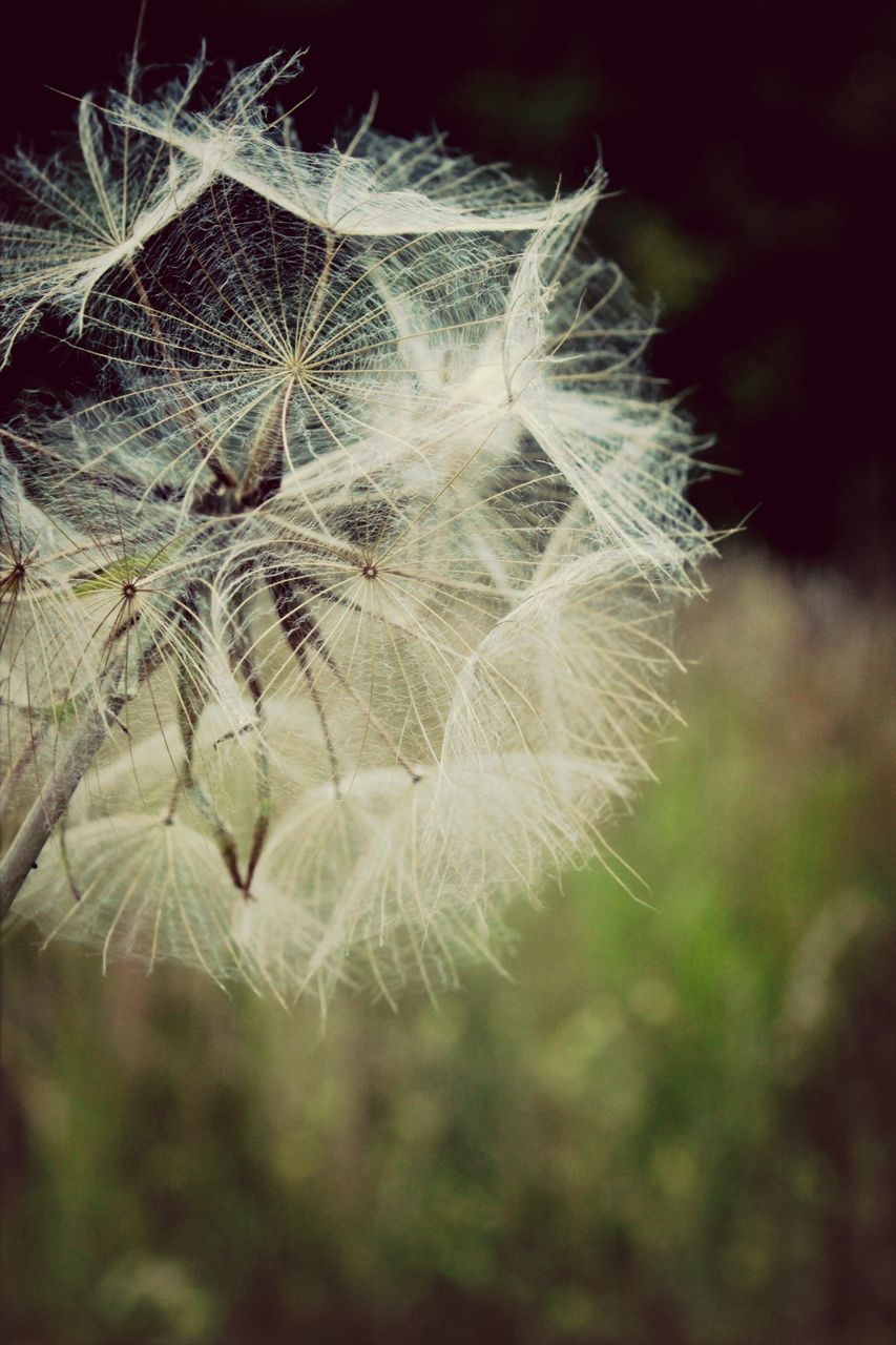 close-up, spider web, focus on foreground, fragility, nature, selective focus, plant, beauty in nature, growth, outdoors, day, no people, stem, dandelion, natural pattern, tranquility, winter, season, freshness, cold temperature