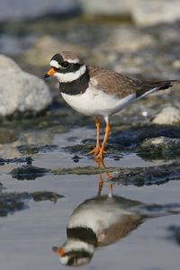 Close-up of seagull perching on rock