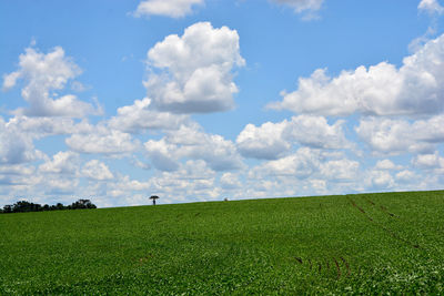 Scenic view of field against sky