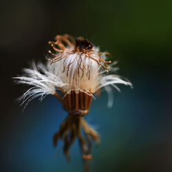 Close-up of wilted dandelion flower