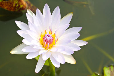 Close-up of purple water lily