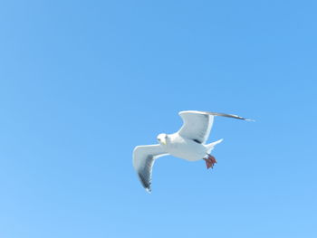 Low angle view of seagull flying against clear blue sky