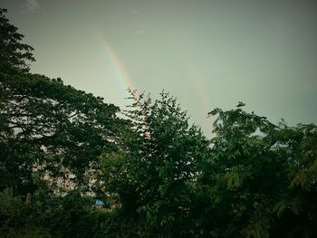 Low angle view of trees against rainbow in sky
