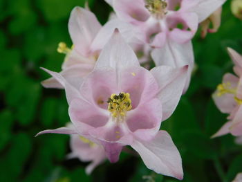 Close-up of pink flowering plant