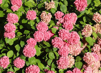 Full frame shot of pink flowering plants