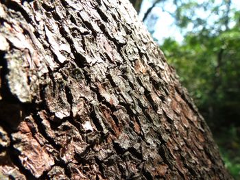 Close-up of tree trunk