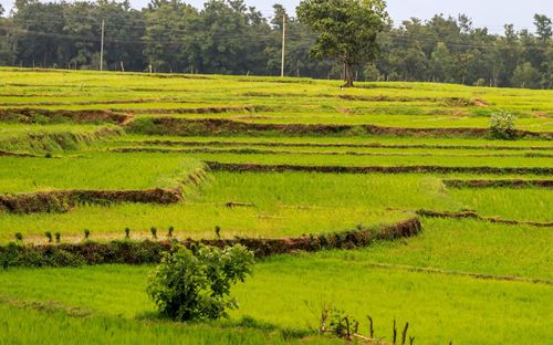 Scenic view of agricultural field