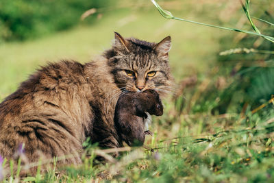 Portrait of a cat on field