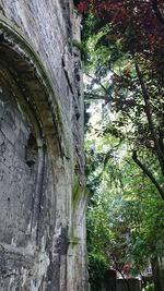 Low angle view of tree trunk