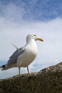 Low angle view of seagull perching on rock