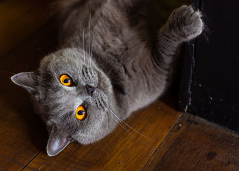 High angle view of cat looking away