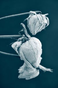 Close-up of flower against black background