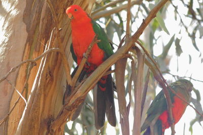 Low angle view of parrot perching on tree