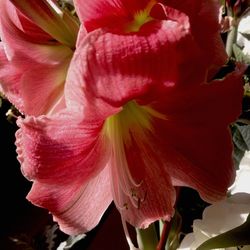 Close-up of pink hibiscus blooming outdoors