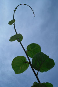 Low angle view of green leaves against sky