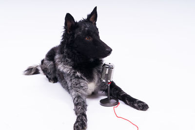 Close-up of dog against white background