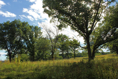 Trees on field against sky