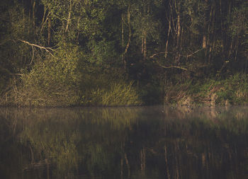 Scenic view of lake in forest