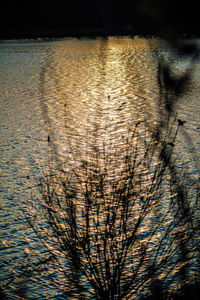 High angle view of silhouette plants by lake