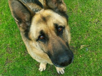 Close-up portrait of dog on field