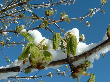 Low angle view of flowers on tree