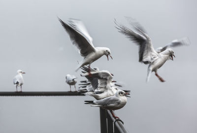 Low angle view of seagulls flying against sky