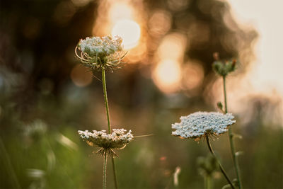 Close-up of wilted flower on field