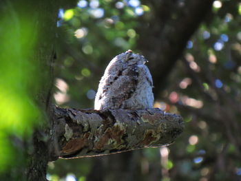 Low angle view of eagle perching on tree