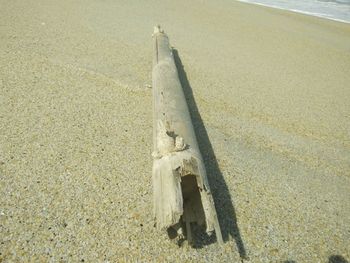 High angle view of dead fish on beach