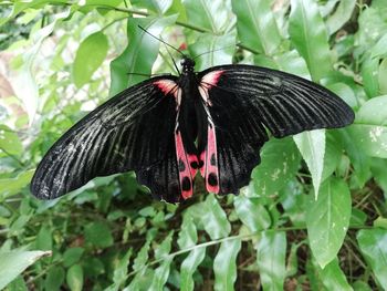 Close-up of butterfly on flower