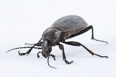 Close-up of insect over white background