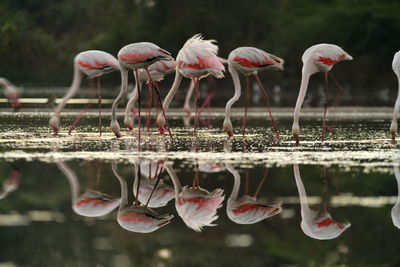 View of birds in lake