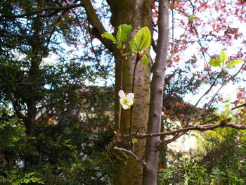 Low angle view of flower tree against sky