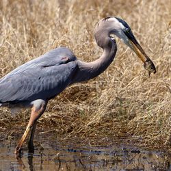 Gray heron in lake