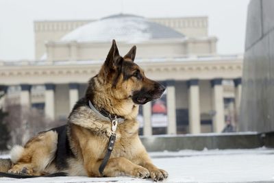 Dog on snow in city against sky
