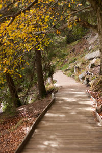 Footpath amidst trees in forest