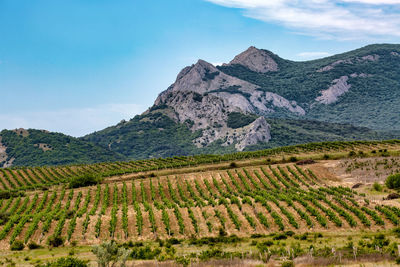 Scenic view of vineyard against sky.