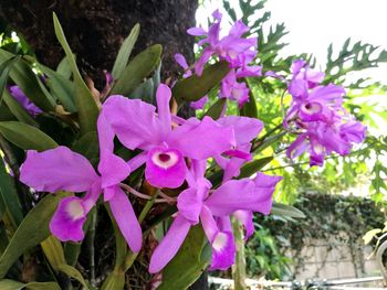 Close-up of pink flowers blooming outdoors