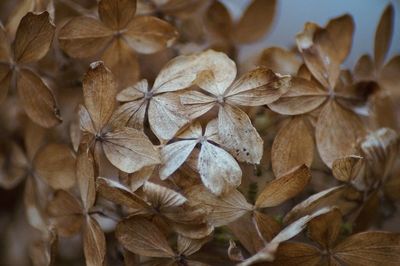 Low angle view of leaves