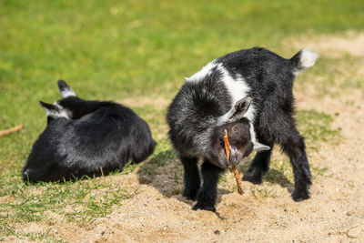 Black sheep on a field