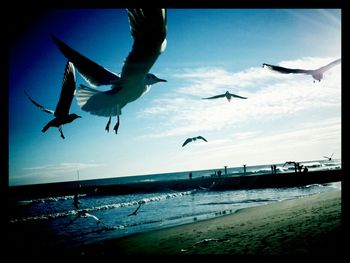 Seagull flying over sea