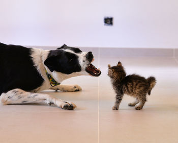 Adult dog playing with a kitten