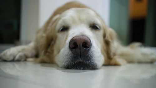 Close-up portrait of dog relaxing