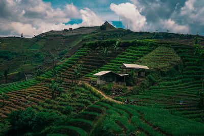 Scenic view of agricultural field against sky