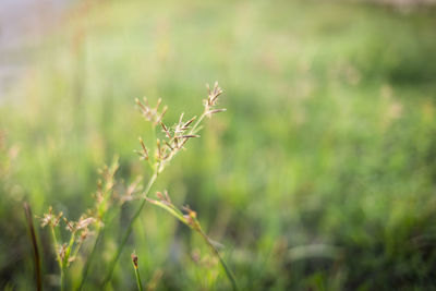 Close-up of flowering plant on field