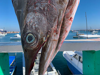 Close-up of fish in sea, marlin, aguja