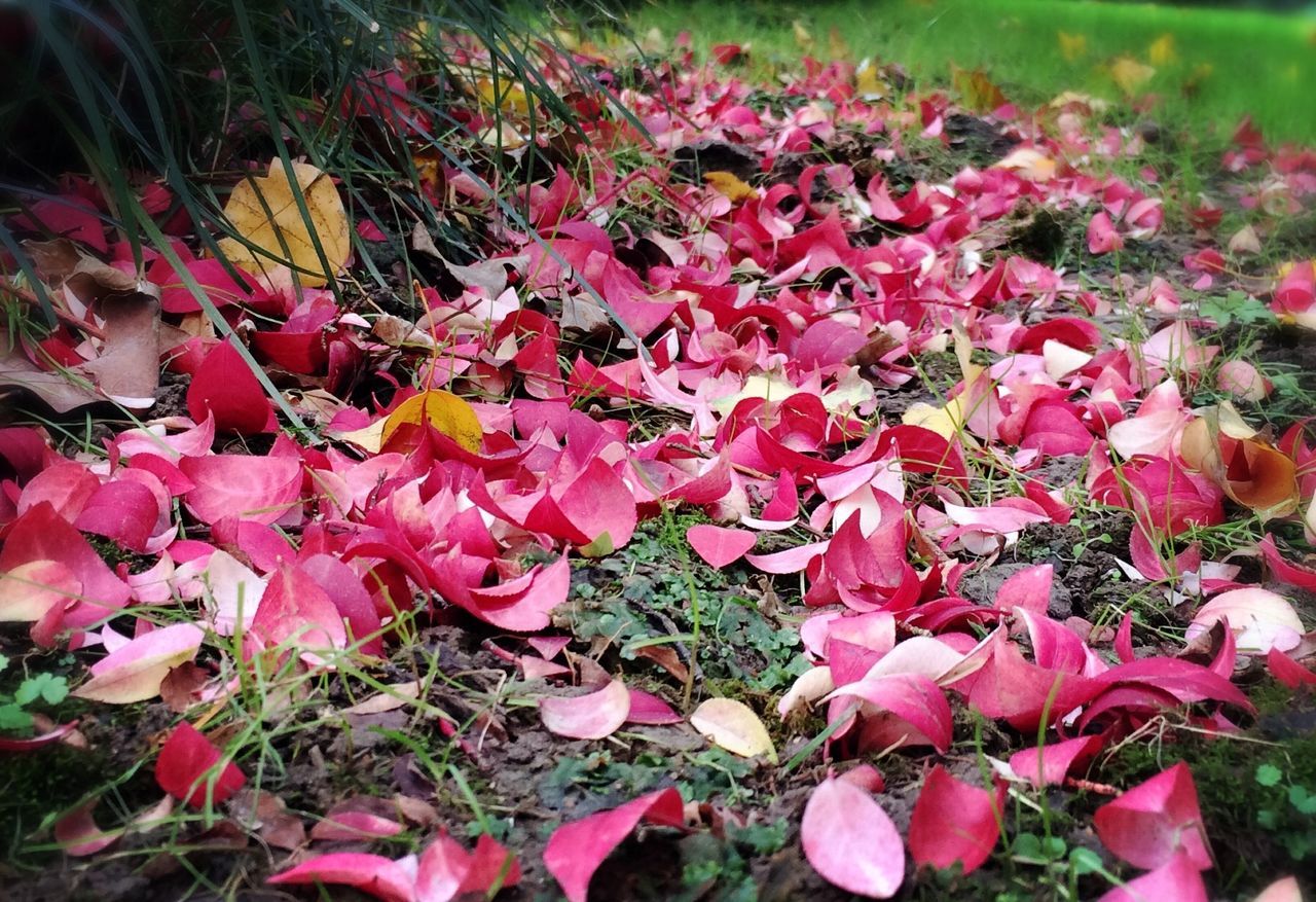 flower, growth, field, leaf, nature, beauty in nature, grass, plant, fragility, high angle view, autumn, freshness, pink color, change, park - man made space, day, outdoors, petal, season, abundance