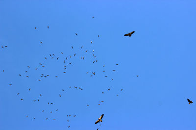 Low angle view of silhouette birds flying against clear blue sky