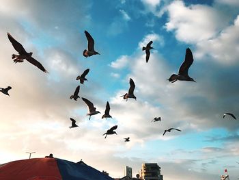Low angle view of birds flying in sky