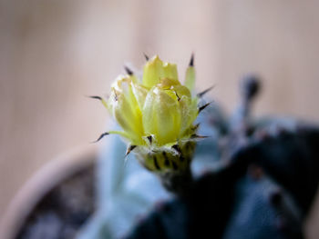 Close-up of flower